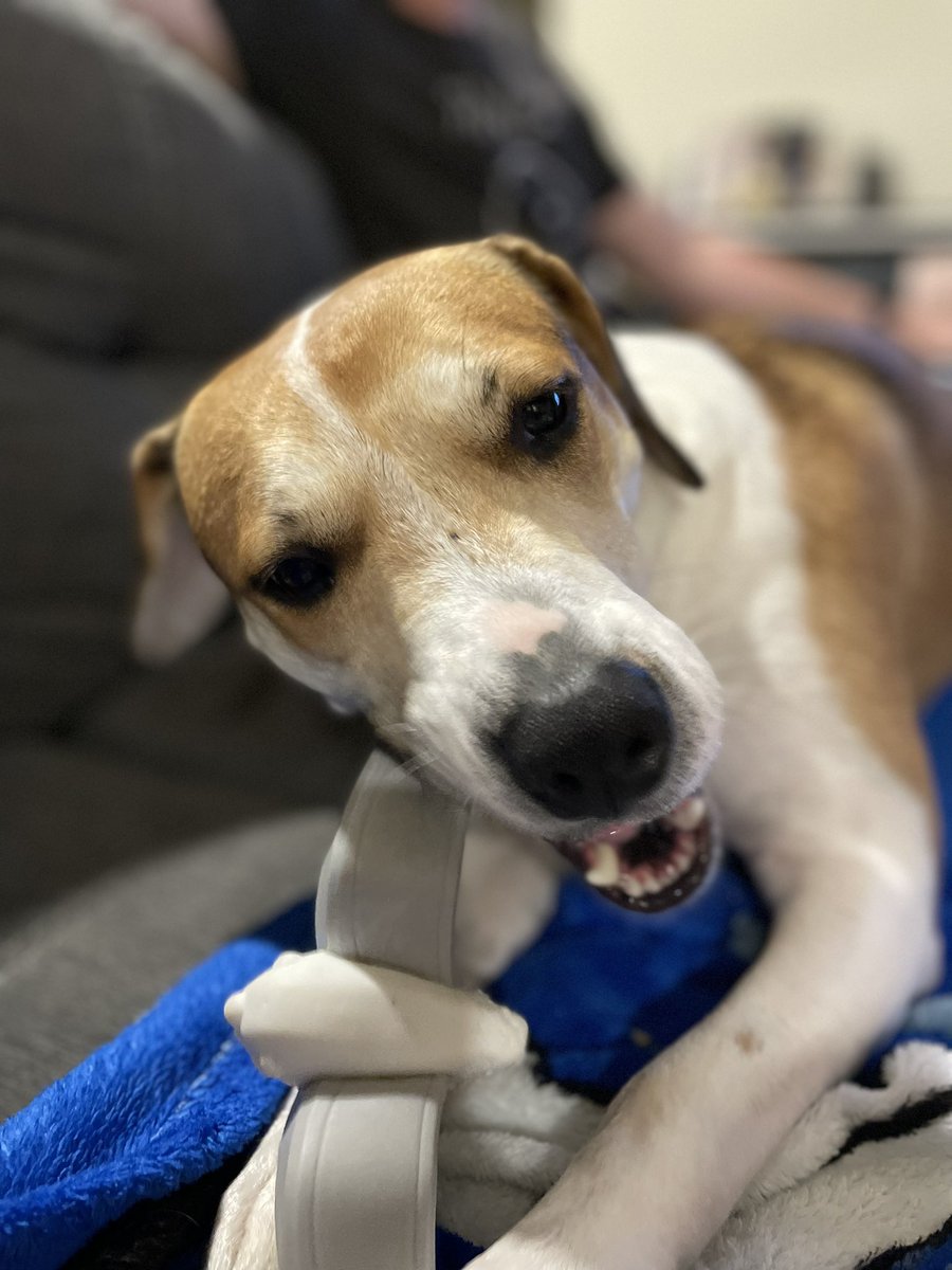 T_Green13's tweet photo. Just a Beagle with her Seagull!! #BarkBox #SuperChewer https://t.co/Ov07UDmEwd