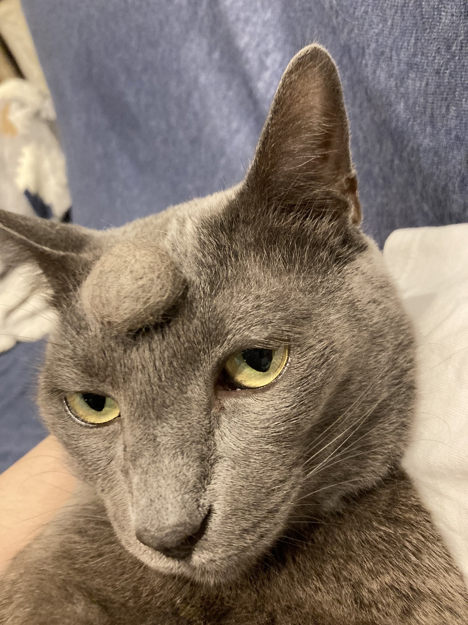 Twitter 上的 ねこたちの部屋 たんこぶ ちょんまげ 笑 かわいい猫 ロシアンブルー ちょんまげ たんこぶ Cutecat T Co Cznhjcsl0n Twitter
