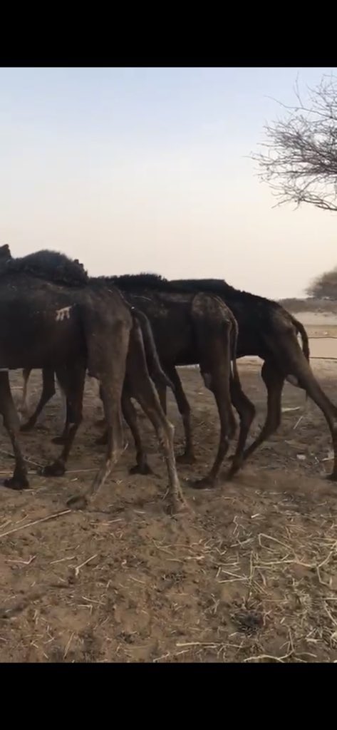البل والاغنام  ثروة عظيمة في بلادنا ..
وبلادنا كما ترون صحرا جدبا مافيها العود ..
و #غلاء_الاعلاف يضر المربي والمستهلك ..
نتمنى من ولاهم ولي الامر دعم الاعلاف ..