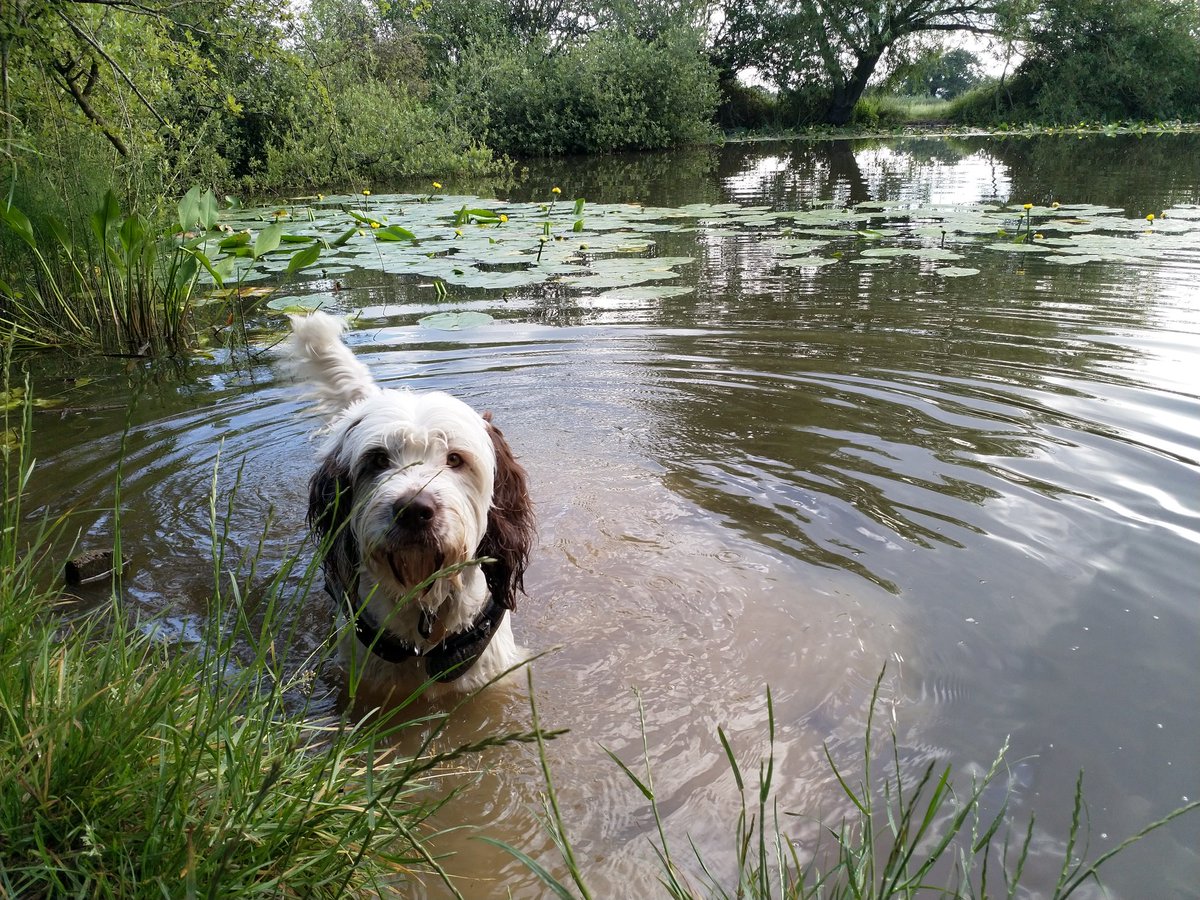 Come on in, the water's lovely. #dogsoftwitter #dogs #waterdog