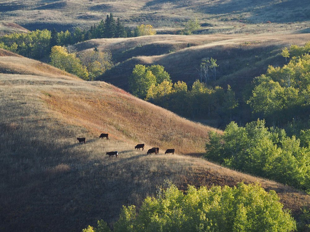 drawdownalberta's tweet photo. There are a lot of folk out there working extremely hard to combat the #ClimateCrisis and #EcologicalCrisis. Congrats Glenbow Ranch Park Foundation for 10 Years of Grassland protection and education 
@GlenbowRanch @albertaemerald 
https://t.co/kRzi6m2P5c https://t.co/H1w3vnln5K