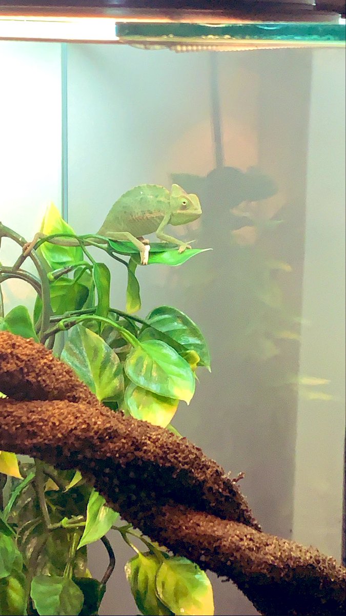 🦖