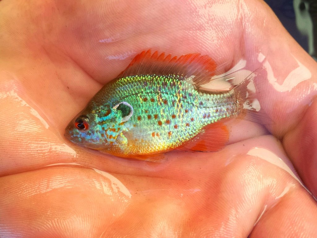 riverrat090's tweet photo. @momonamii Longear SF, Shadow Bass, Orangespotted SF from Missouri and Spotted SF from Florida
#sunfish #fishesofmissouri #fishesofFlorida https://t.co/Wdhc9cFs5v