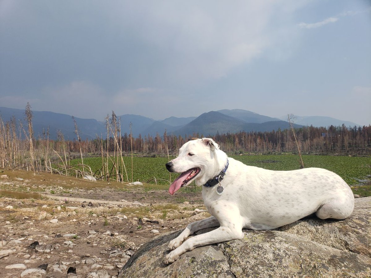 SmolJesseFox's tweet photo. First day up in the mountains was soooo nice. @DribiTheDragon and I played a super fun disc golf course and we walked around the lake after stopping for some yummy BBQ. Casper was such a good boy both off leash playing with us, and on leash in town with so many other dogs https://t.co/6OQ21wUKg6