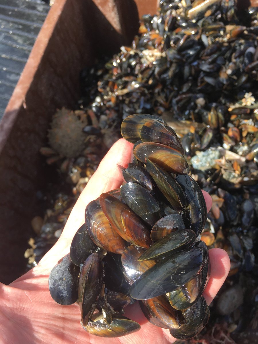 BordIascMhara's tweet photo. Latest seed mussel surveys now available on https://t.co/l5xi5VGPMX SouthEast Coast, Rosslare & Rusk Channel @BIM_InshSurvOff #seedsurvey2021 #musselscience https://t.co/M4i1ubh1k0