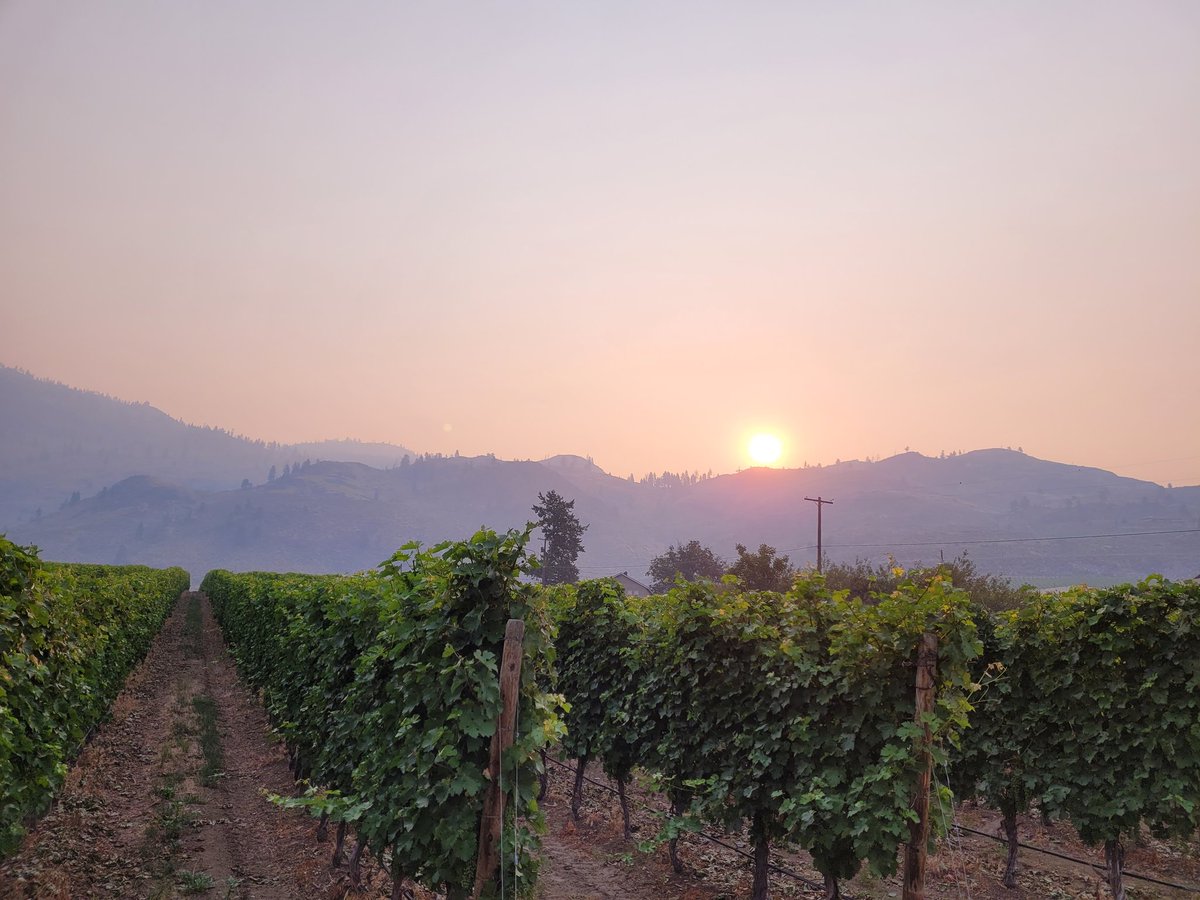 MetPeak's tweet photo. Hazy sunrise in Osoyoos this morning #smoke #BCWildfire #bcgrapes https://t.co/glKmGbJFJJ