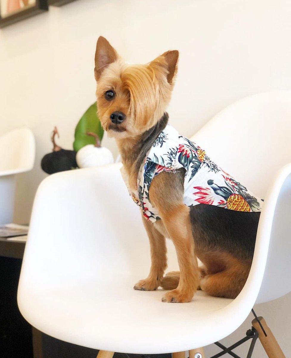 plus de resto??? ya ubeur eat !!!!
plus de ciné ??? netflix and chill !!!!!!
plus de terrasse ??? barbeuc et apero a la maison avec mes louloutes !!!!!! c sa kc bon !!!!!!
désolé macrotte, c pas la parteide ici !!!!! pas besoin de vous pour vivre !!!!!!!!!!