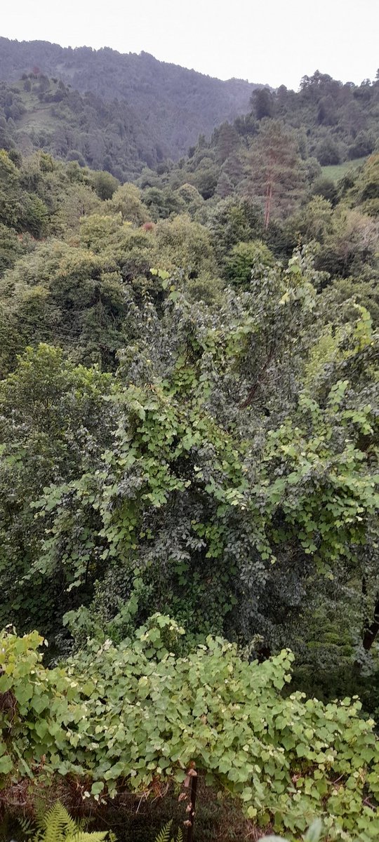 özlem (@semiiaa) on Twitter photo 