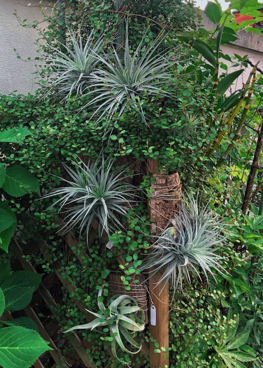 my garden
#観葉植物 #密葉猴耳環
#エバーフレッシュ
#アカサヤネムノキ
#Cojoba_arborea
#空氣鳳梨 #チランジア #Tillandsia 
#エアプランツ ＃airplants
#写真好きな人と繋がりたい
#ファインダー越しの私の世界