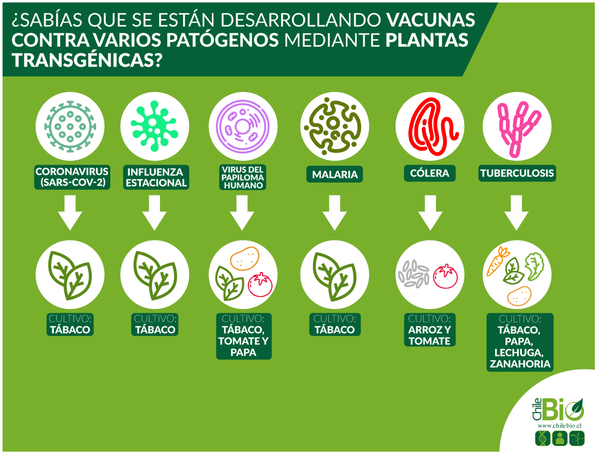 ChileBio_AG's tweet image. Los cultivos #transgénicos no sólo aportan a una agricultura sustentable, también ayudan en #medicina facilitando la producción de medicamentos y #vacunas de forma eficiente y segura 🧬🌱💉 chilebio.cl/2021/07/07/tu-… | chilebio.cl/2021/05/20/vac… | chilebio.cl/2017/07/28/con… #COVID19
