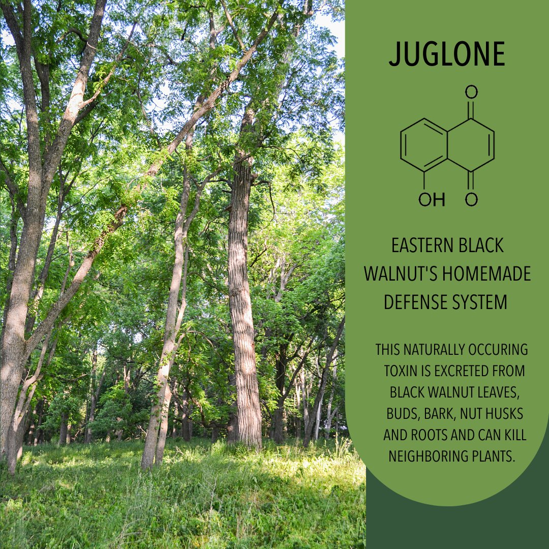 AdvScientists's tweet photo. Eastern black walnut trees maintain their personal bubble with juglone. But juglone can’t protect them from timber poachers. Help conserve these trees across the eastern and central US. Apply now on our website #HikeforScience #TimberTracking #AdventureScientists #BlackWalnut https://t.co/WHSB57Lms2