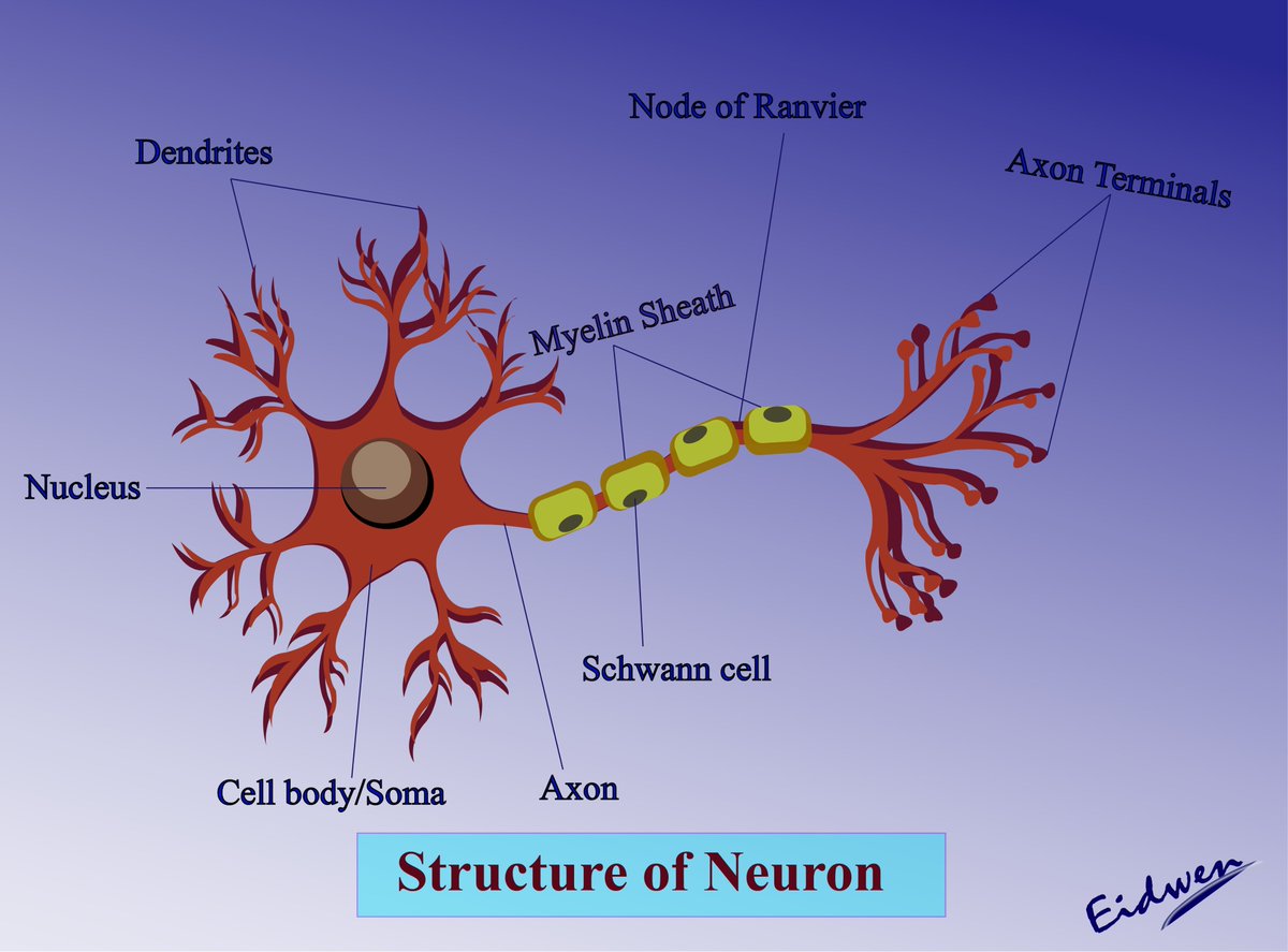 sci_jyo's tweet photo. Day 2: Structure of Neuron

Feedback is much appreciated. 🙂
@Sci_Rio 
#learning #skills #illustration #adobeillustrator #30daychallenge #sciart #medicalillustration #scientificillustration https://t.co/2T0lCfEUas