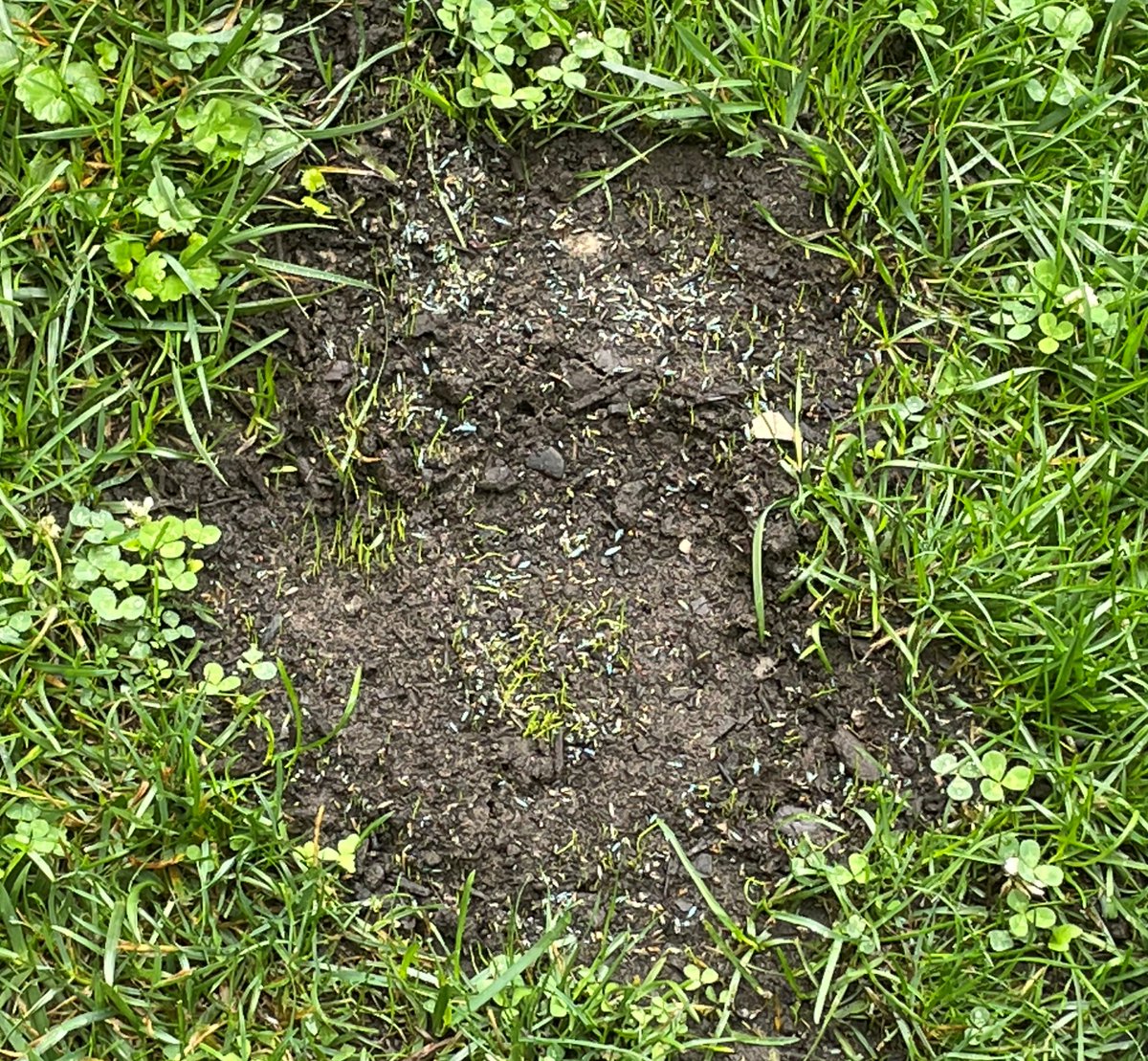 DanSmearman's tweet image. after weeks of fighting weeds and experimenting with various fertilizers, this fledgling homeowner has a much-needed grass bud sighting on the front lawn #hope #tidehasturned #suburbs