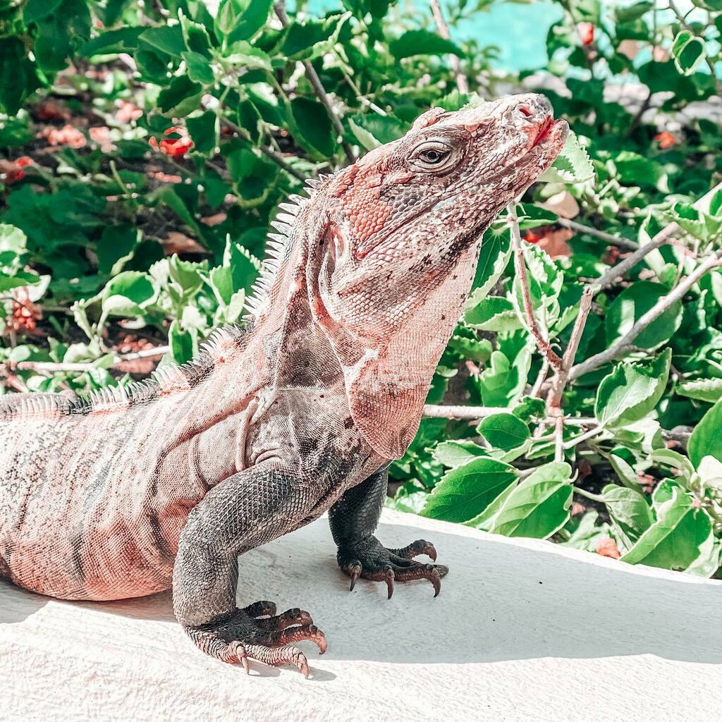 Foto de @knoxfoodie en #IslaMujeres

@eldoradoresorts 
#traveltheworld #vacation #beach #mexicancaribbean