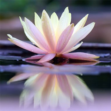 buddhalandkbc's tweet photo. Transforming Pain Half Day Course
Sat 17th July 10am-1pm @burnleykbc 
In Person &amp; Livestream
Learn to transform painful experiences into opportunities to gain spiritual insights &amp; develop inner strength
https://t.co/yKI9BMAGnp? https://t.co/kfO4LMBXBr