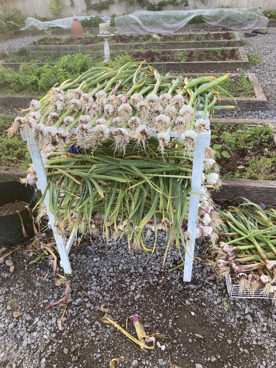 This year’s garlic set out to dry
