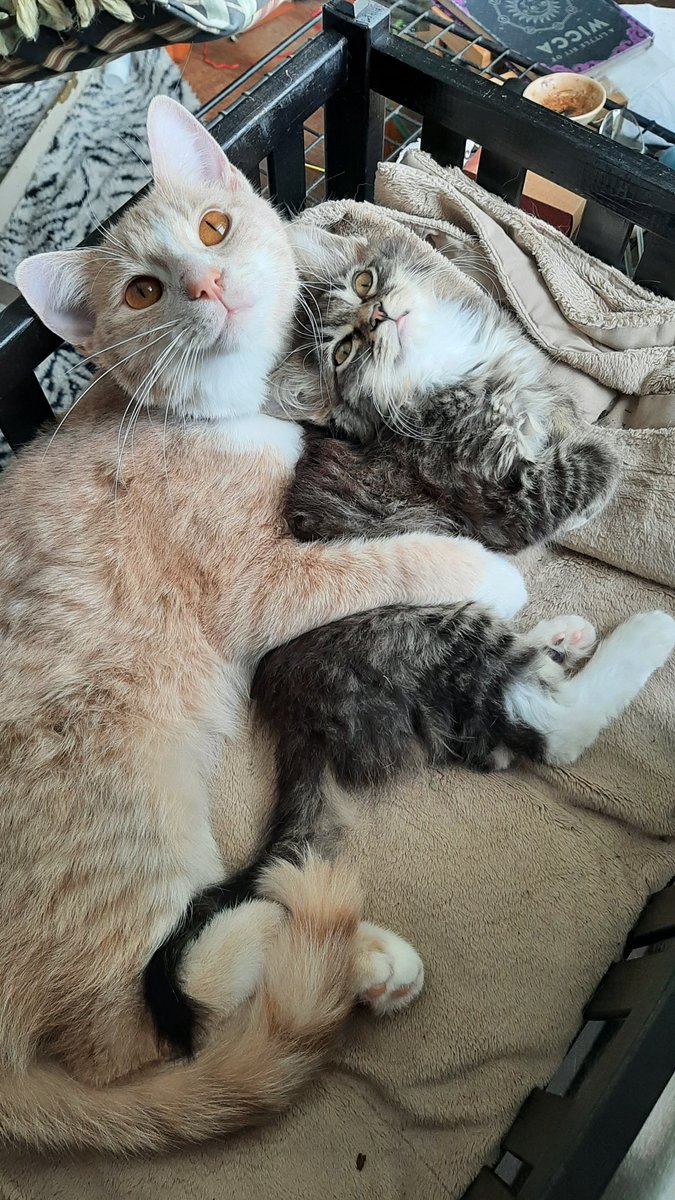 🐱🐈(➕🐈‍⬛) tweet media