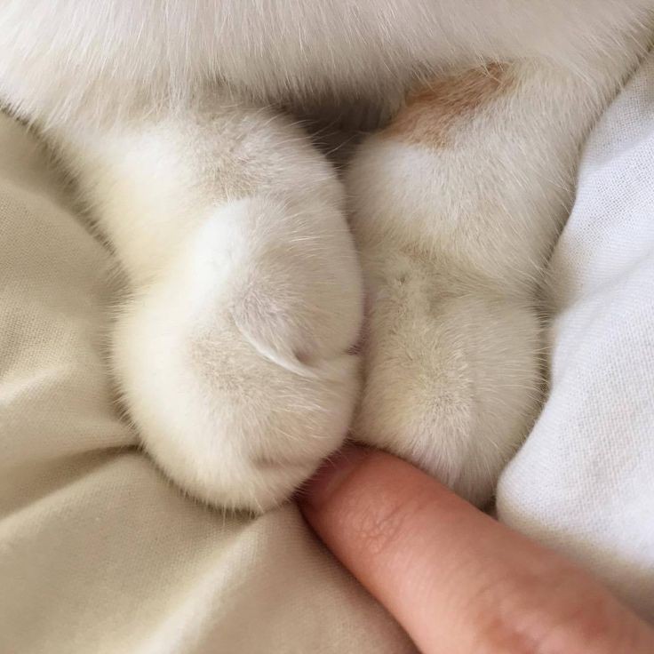 Meow~ i'm here want to said that i love you swooo much—! ! And,,, because i woof you swooo much . . . Don't leave me and don't anywhere awkay ? ? I'll always hwold . . Your hand—! !