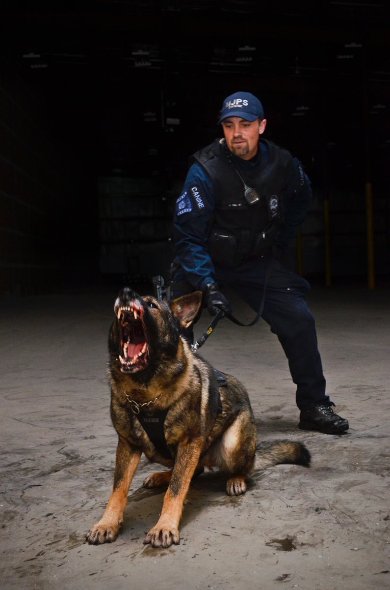 Today Retired PSD Andy, badge 1K9 was laid to rest. Born in 2008, PSD Andy kept the streets of Moose Jaw safe with Cst Jay Sills for over 6 years and lived a long happy life in retirement. Rest easy Andy.