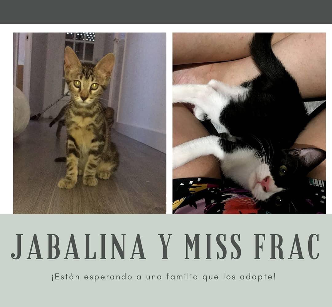 SosMaullidos's tweet photo. Buenas tardes amigos gatunos! Nosotras somos Jabalina &amp; Miss Frac, 2 gatitas que vivimos en Pallejá, súper cariñosas, tenemos 2'5 meses y esperamos a una buena familia que nos adopteY a ti te gustaría conocer un poco más sobre nosotras? Si queréis saber más WhatsApp: 644.35.96.05 https://t.co/fmzS4nbsMB