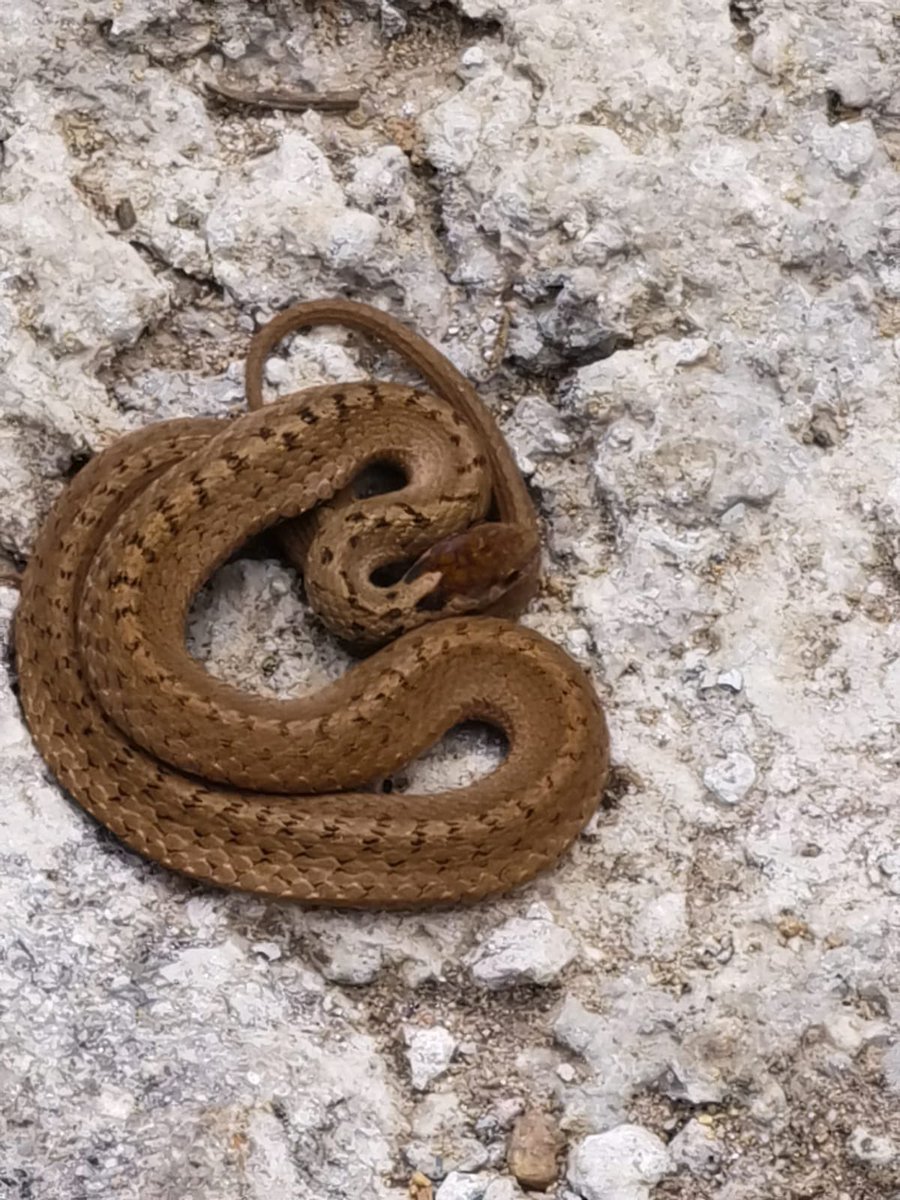 martinglacayo's tweet photo. @Herpeto_cosas Buen día!!, quisiera compartir este amiguito que encontramos en Reserva Santa Fe, es una Culebra Parda Mexicana? https://t.co/pHJy1IHrWw