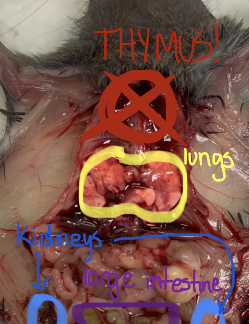 teensinlabs's tweet photo. #STEM #MedED #medwitter #pollresults #dissection #labmice #organs @KMirza https://t.co/6ue6CHubfB