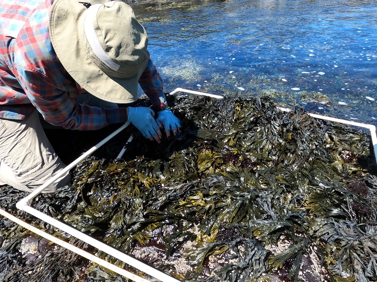 bowdoinscsc's tweet photo. Our summer fellows have been busy out in the field looking at the relationship between green crabs and blue mussels! https://t.co/S1DB6KwN6B