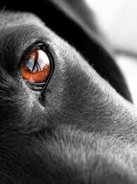 tweetterinaa's tweet photo. “Se si guarda negli occhi un animale, tutti i sistemi filosofici del mondo crollano.”
(Luigi Pirandello) #ConGliAnimali @SalaLettura https://t.co/46nOQ83Bua