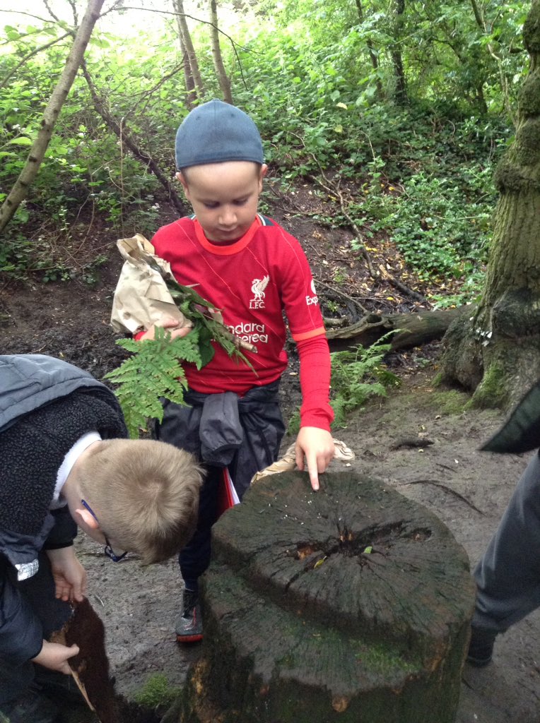 StBernardsep's tweet photo. Team 3 used their noticing skills to find different trees etc. The children noticed aspects of both physical and human geography during our walk. They made great links to the book The Great Paper Caper. Looking forward to seeing their nature pictures tomorrow. #stbGeography https://t.co/ay5EfROuPz
