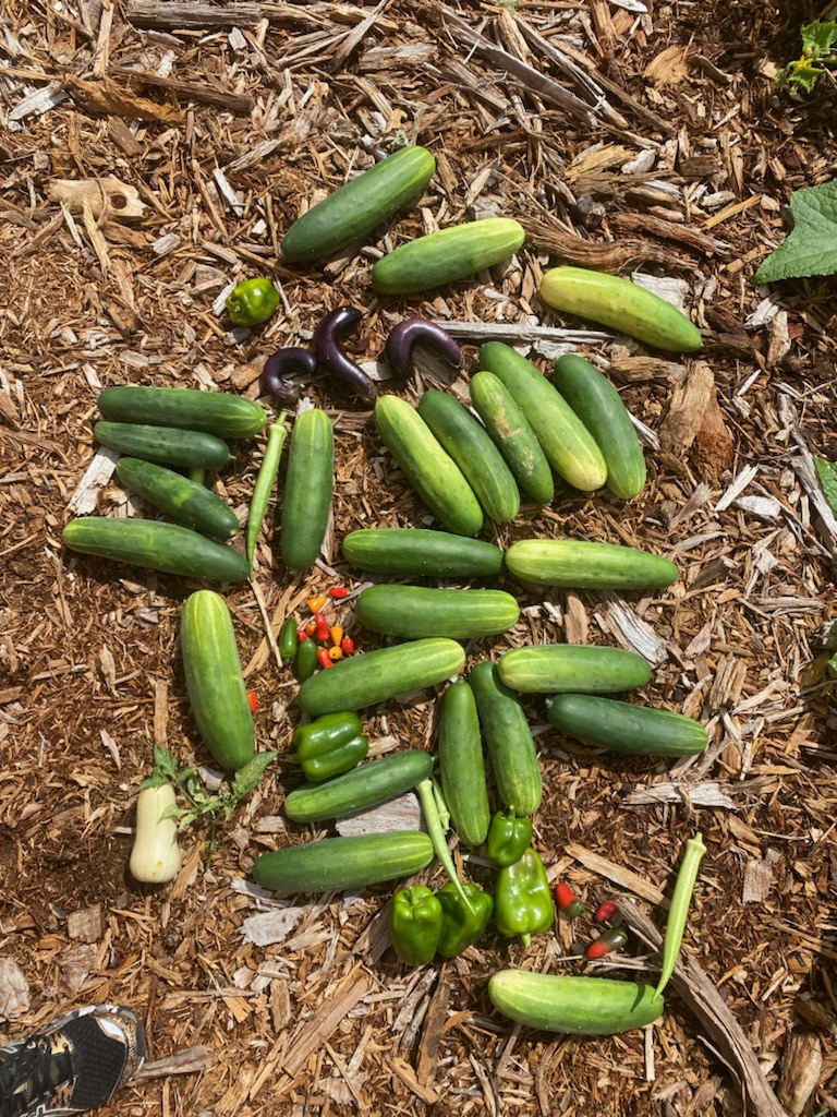 ChilesMiddle's tweet photo. We've had our first harvest! 🐾🌱 #PanthersROAR #ThinkAndDesign @ePathwaysSCPS https://t.co/1VltfUBXad