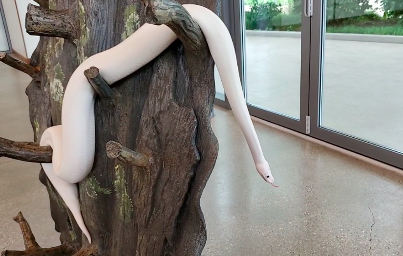 Come say hi to Casper! facebook.com/BrookfieldZoo/…