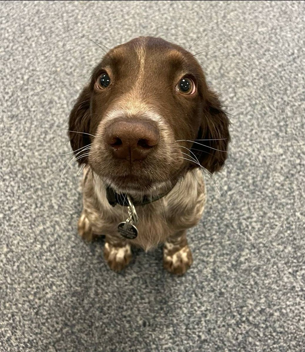 ASPoliceDogs tweet media