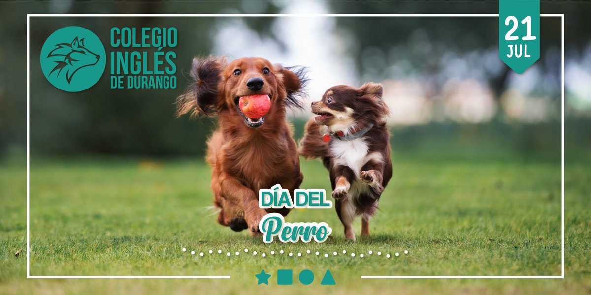 CIDDurangolobos's tweet photo. Un día de los perros para rendir culto al mejor amigo del hombre y más fiel acompañante. 🐶
#siempregrandes #siemprelobos #desdepequeñoquieroserlobo #lobossiempreunidos #lobosencasa https://t.co/TWV3C3xwvI