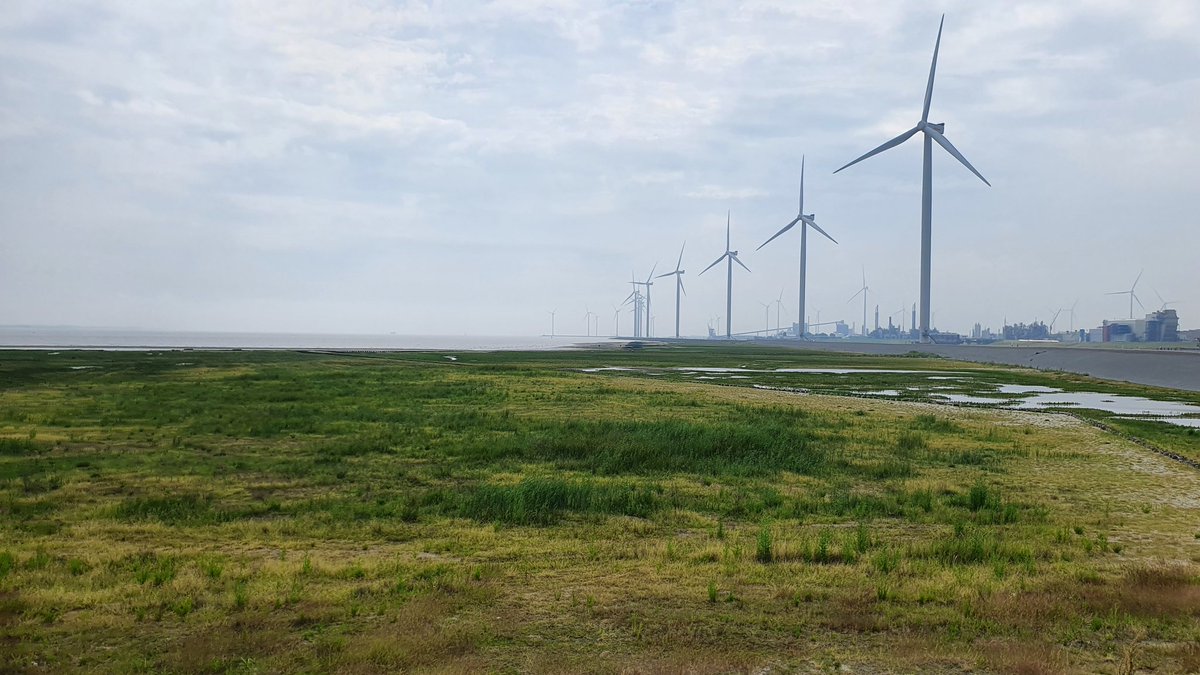 marcoglastra's tweet photo. Mooie vegetatieontwikkeling op de Marconikwelders bij Delfzijl met o.a. zeeraket, heen en zeekraal. Het mes snijdt bij dit project aan drie kanten: natuur, recreatie en kustveiligheid
@EemsDollard2050 https://t.co/UtzbJZz7iz