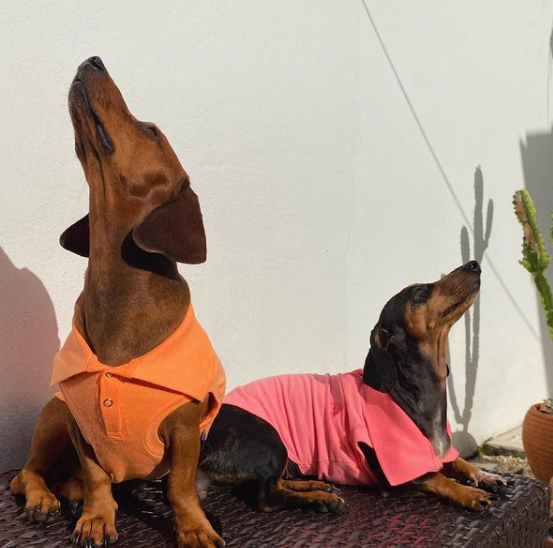 #dachshundpuppy
#dachshundsofinstagram
#dachshunddaily
#dachshundofinstagram