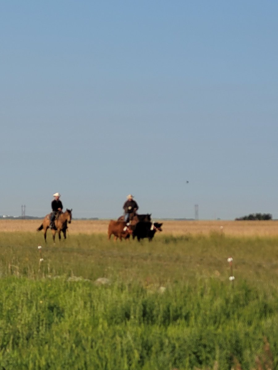 DrBart_Beef's tweet photo. Emissions collection - Forage Research #ForageSystems #SF6 #Greenfeed #AppliedBeefResearch @meganwasden @K_Nielsen2 @TessMills_ @KylieGrimes6 @LFCE_usask @SKAgriculture @SaskCattlemens @albertabeef https://t.co/3MmUchnge1