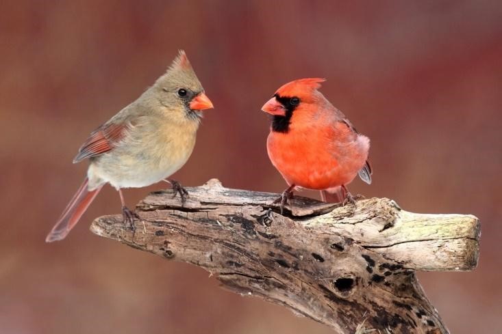 Male VS Female Cardinal 🐦🐦🐦
Full blog here: birdsadvice.com/male-vs-female…
#malevsfemalecardinals #malecardinals #femalecardinals #cardinals #birdsadvice