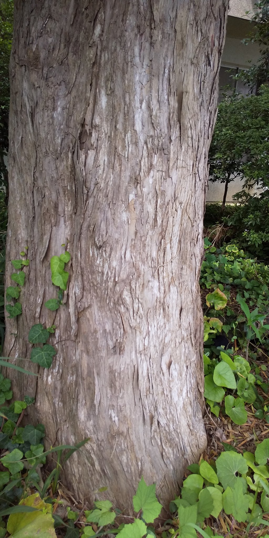 なおさー 太い木 まきの木 伐らないでほしいです T Co Iv7jgxgqoe Twitter