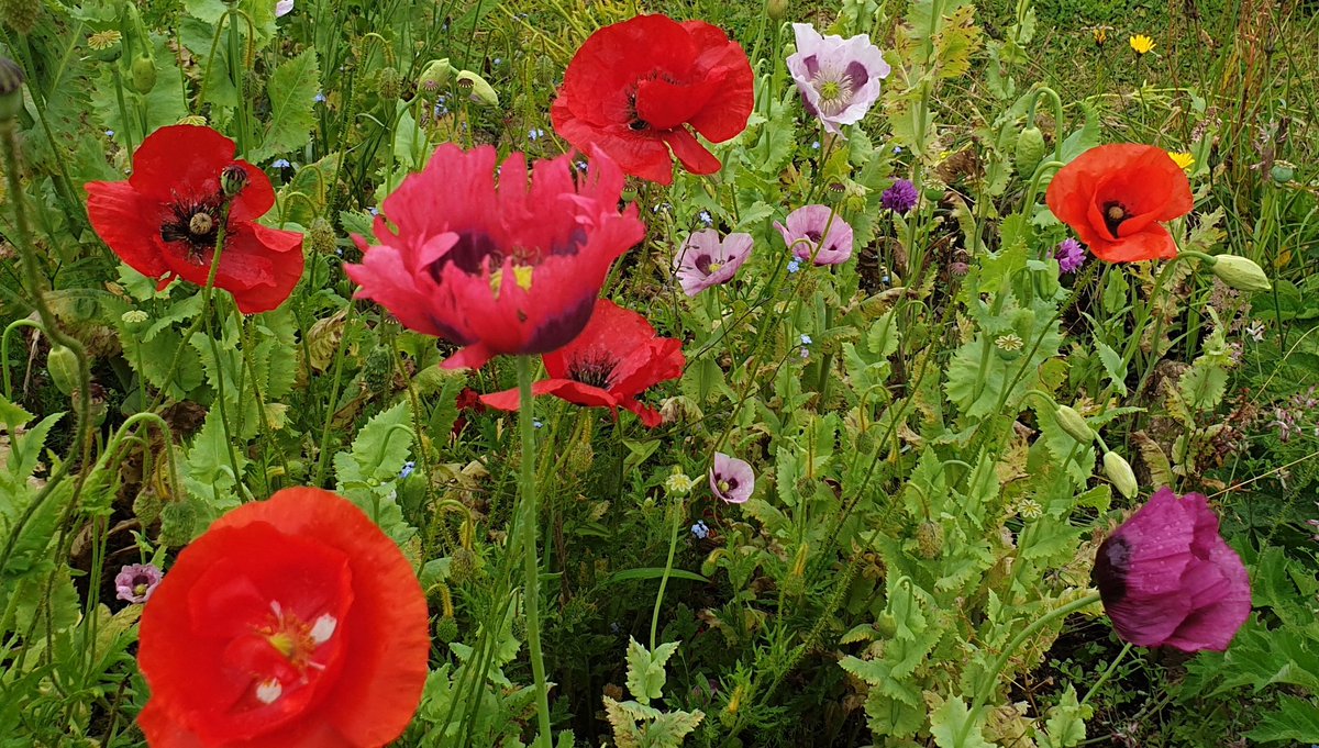 RibbonofPoppies's tweet photo. We were recently introduced to #ClarksonsFarm with @JeremyClarkson and we love to see he is doing his part with restoring #Wildflower numbers!
Maybe next year we could add #FieldsOfRemembrance?
#GrowingRemembrance
#LivingMemorial https://t.co/ZoTBfFK0WM