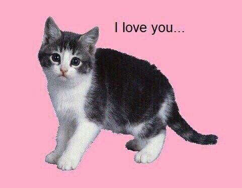 кто-то отправил/а <a href="/vladickmeow/">vladick🐬</a> холентинку❤️