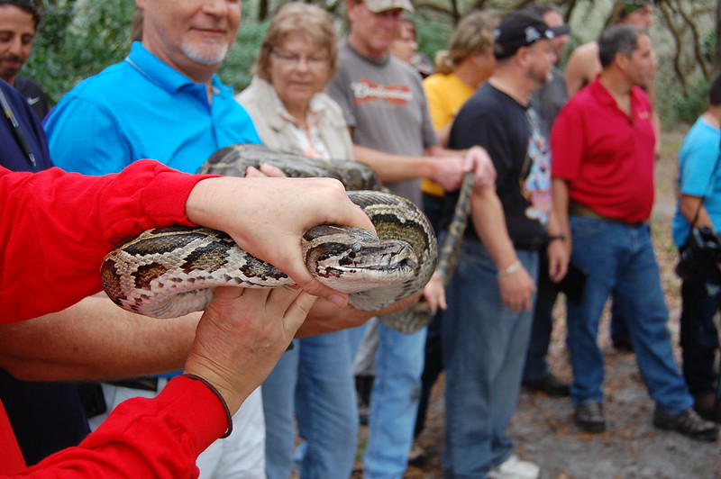 MyFWC's tweet image. Want to remove #invasive #pythons, help with #Everglades conservation &amp;amp; win prizes? Register for the 2021 Florida Python Challenge®! Runs through July 18: ow.ly/UFEK50FrGdm