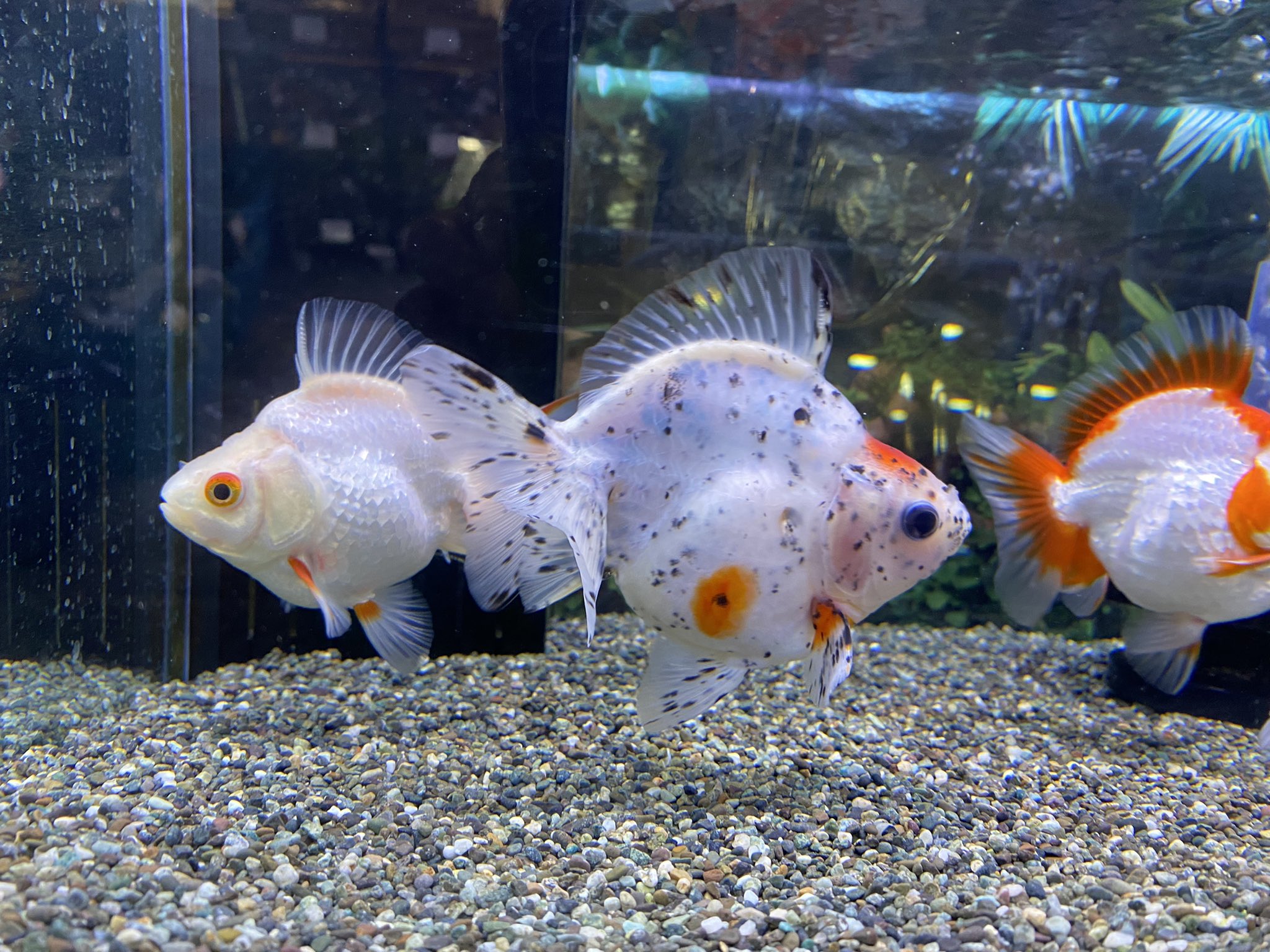 Mickey Gon新座店 アクアリウム エキゾチック だるま琉金𓆛𓆜𓆝𓆞𓆟 だるま琉金 きれい 美しい 金魚 観賞魚 アクアリウム T Co Ie6x6nkqok Twitter