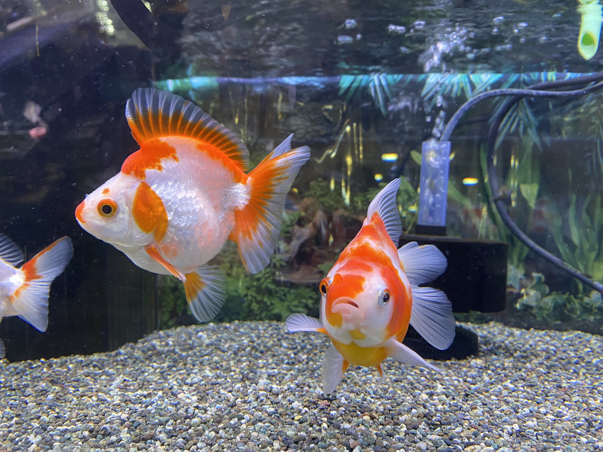 Mickey Gon新座店 アクアリウム エキゾチック だるま琉金𓆛𓆜𓆝𓆞𓆟 だるま琉金 きれい 美しい 金魚 観賞魚 アクアリウム T Co Ie6x6nkqok Twitter