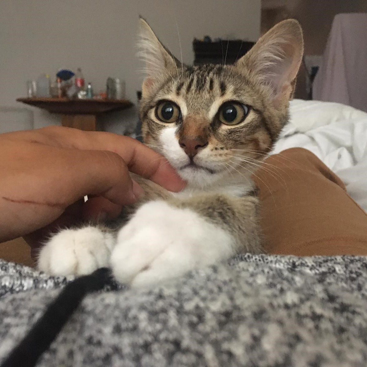 Evden atmışlar bu çocuğu........ Nasıl atmışlar aklım almıyor. Daha 4 aylık, erkek. Bunu da ekliyorum listeye. Çok güzel sevgi dolu bi çocuk, ve en önemlisi ÇORAPLI. Tekrar terkedilmeyeceği bi yuvası olsun🙏