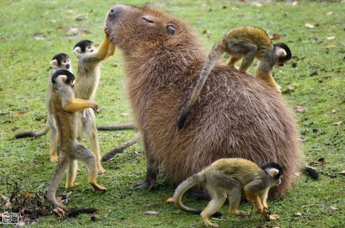 PrimatesDaily's tweet photo. monkeys discover new type of strange doggo https://t.co/0axDz8rFYF