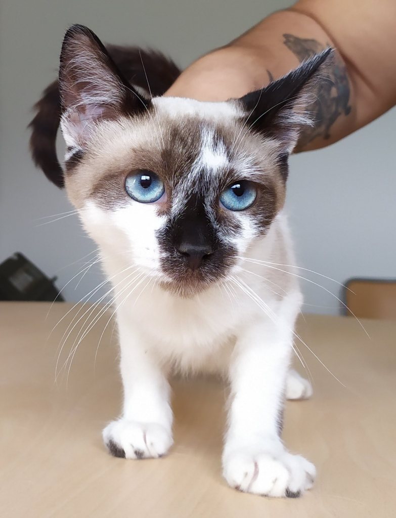 ETierhilfe's tweet photo. 💖POMELO💖 #adoptme
Profil: https://t.co/d5JcjAh3dc
#adoptcats #catsneedhome #catsoftwitter #adoptdontshop #cats #catsofspain https://t.co/hsqMHRr08g