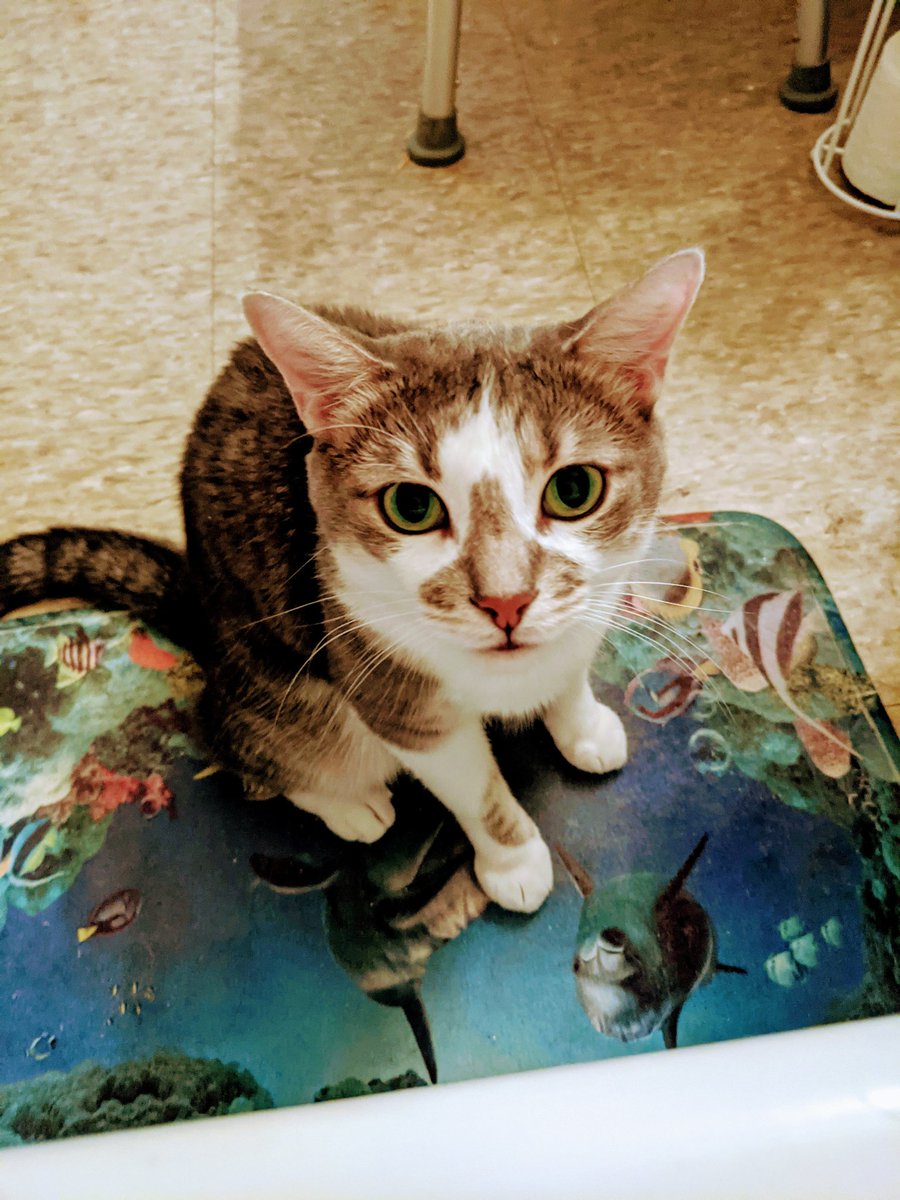 #cat #cats #catsagram #catstagram #instagood #kitten #kitty #kittens #pet #pets #animal #animals #petstagram #petsagram #photooftheday #catsofinstagram #ilovemycat #instagramcats #nature #catoftheday #lovecats #furry #sleeping #lovekittens #adorable #catlover #Sleepingcat #canada