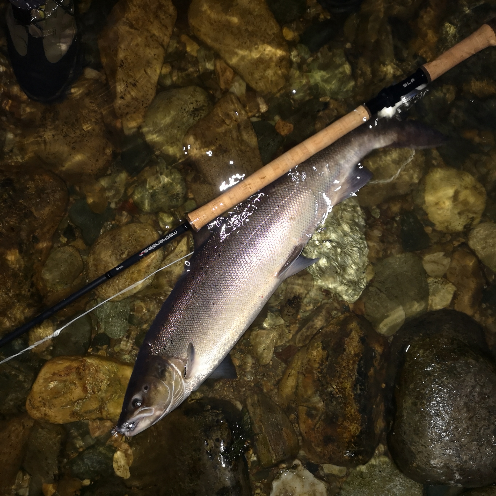 Mark Bowler on X: Review of the Mackenzie SLP 13ft 4in #8 and G3 line is  shaping up nicely. This Tay fish took on the 5th cast! Rod & line will be