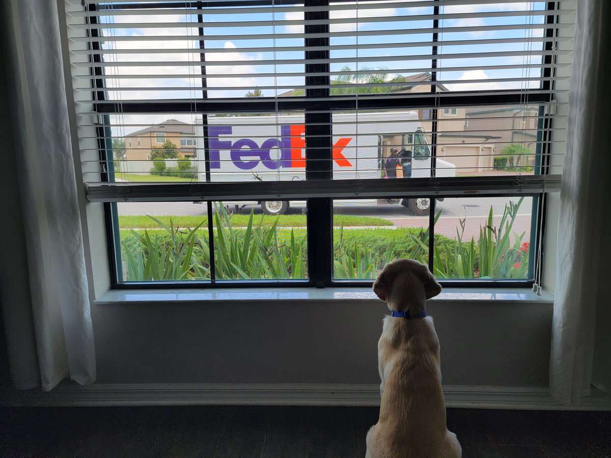 frogchip10's tweet image. I get excited too when @FedEx comes too, buddy!