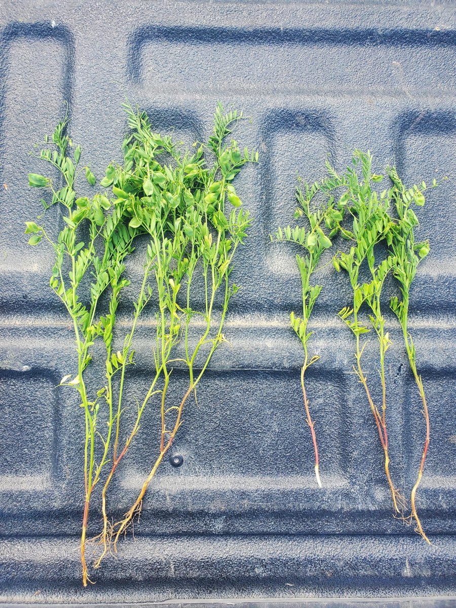 Take Off Booster vs. without sprayed at Herbicide timing. huge difference. Just need some rain. #SaskAg #Agtwitter <a href="/verdesian/">Verdesian</a> <a href="/InnovativeAg/">IAP (Innovative Ag)</a> #plant21